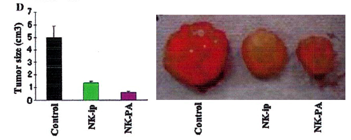 Cytotoxic-Activity-of-NK-Cells_2.jpg