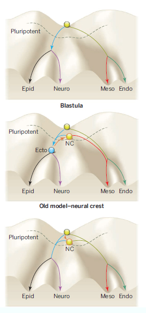 new-model-neural-crest.jpg