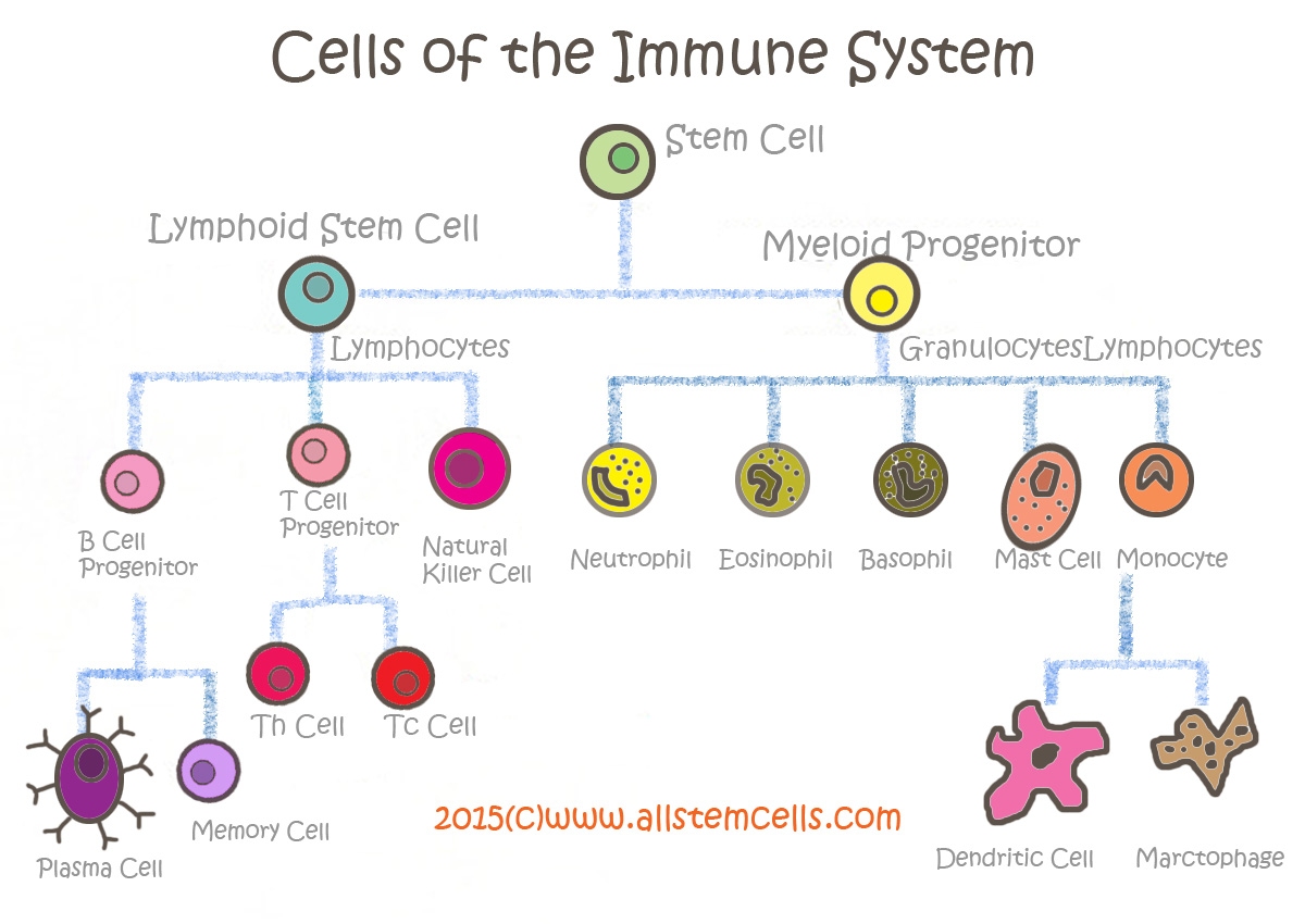 cellsofimmunesystem