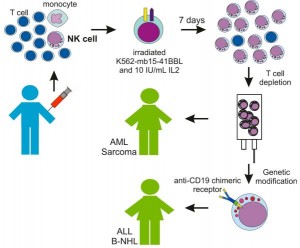 がん免疫治療のためのNK細胞培養活性化