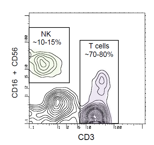 nk-nkt