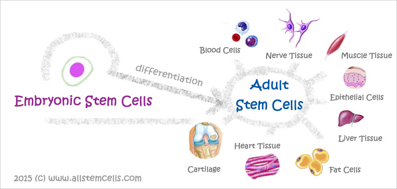 stemcell-03