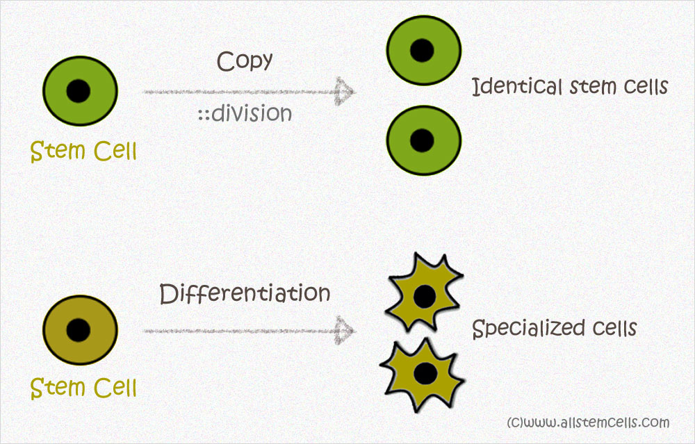 stemcellfunction