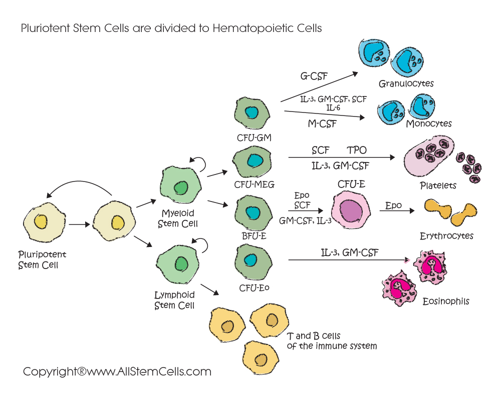 Hematopoietic_StemCell