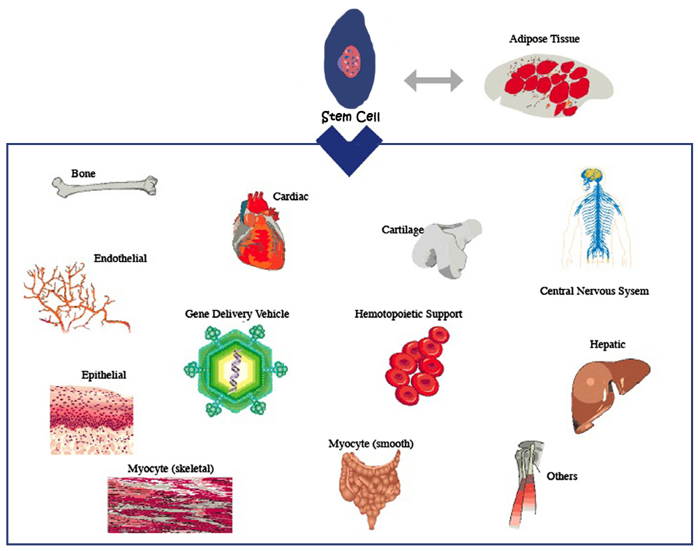 adsc_differentiation_3