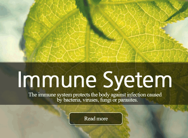 Immune System