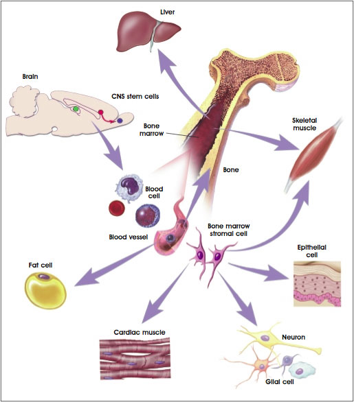 bonemarrow