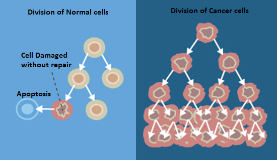 cancer-division