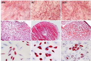 Comparative Analysis of Mesenchymal Stem Cells