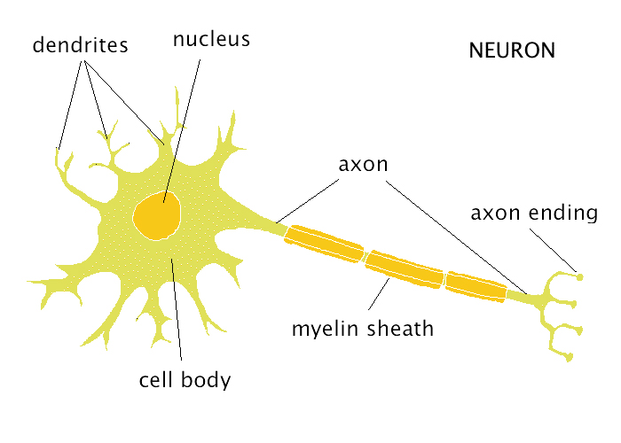 neuron