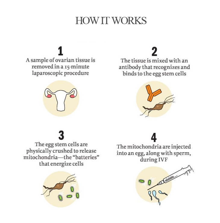 egg_stem_cell