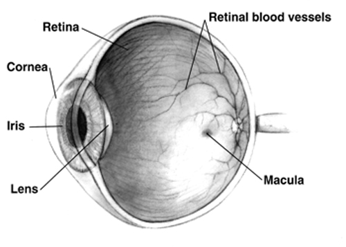 age-related-macular-degeneration-2