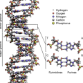 DNA is