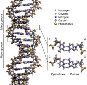 DNA is