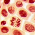 영국, 줄기세포 이용한 인공혈액 시험