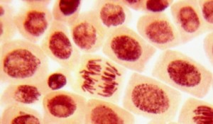 영국, 줄기세포 이용한 인공혈액 시험