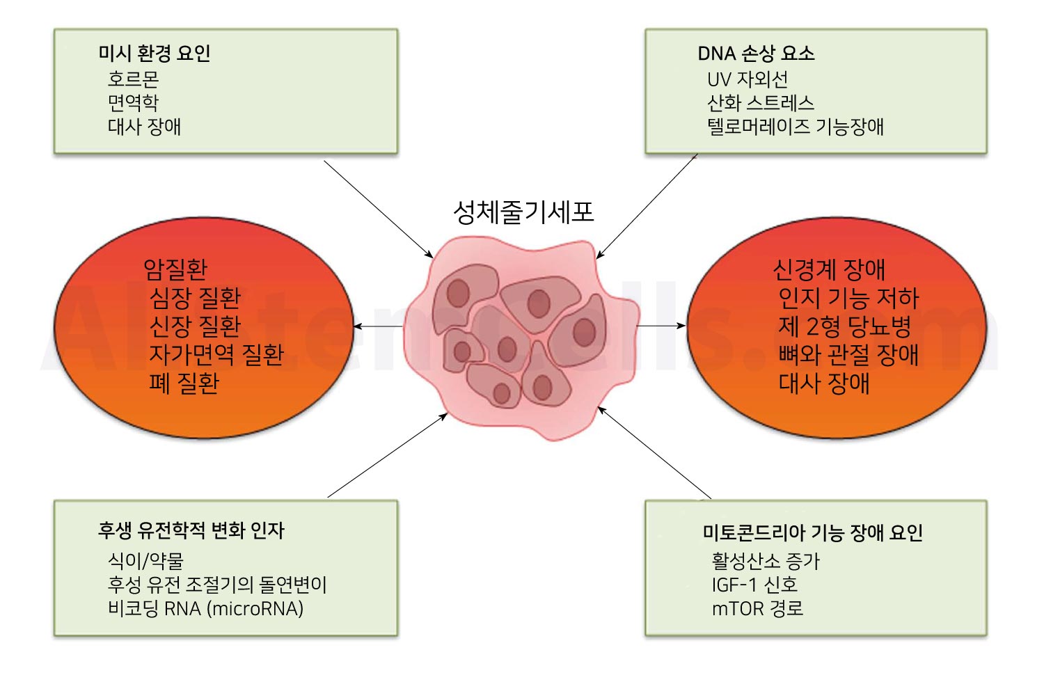 Effects of aging on stem cells